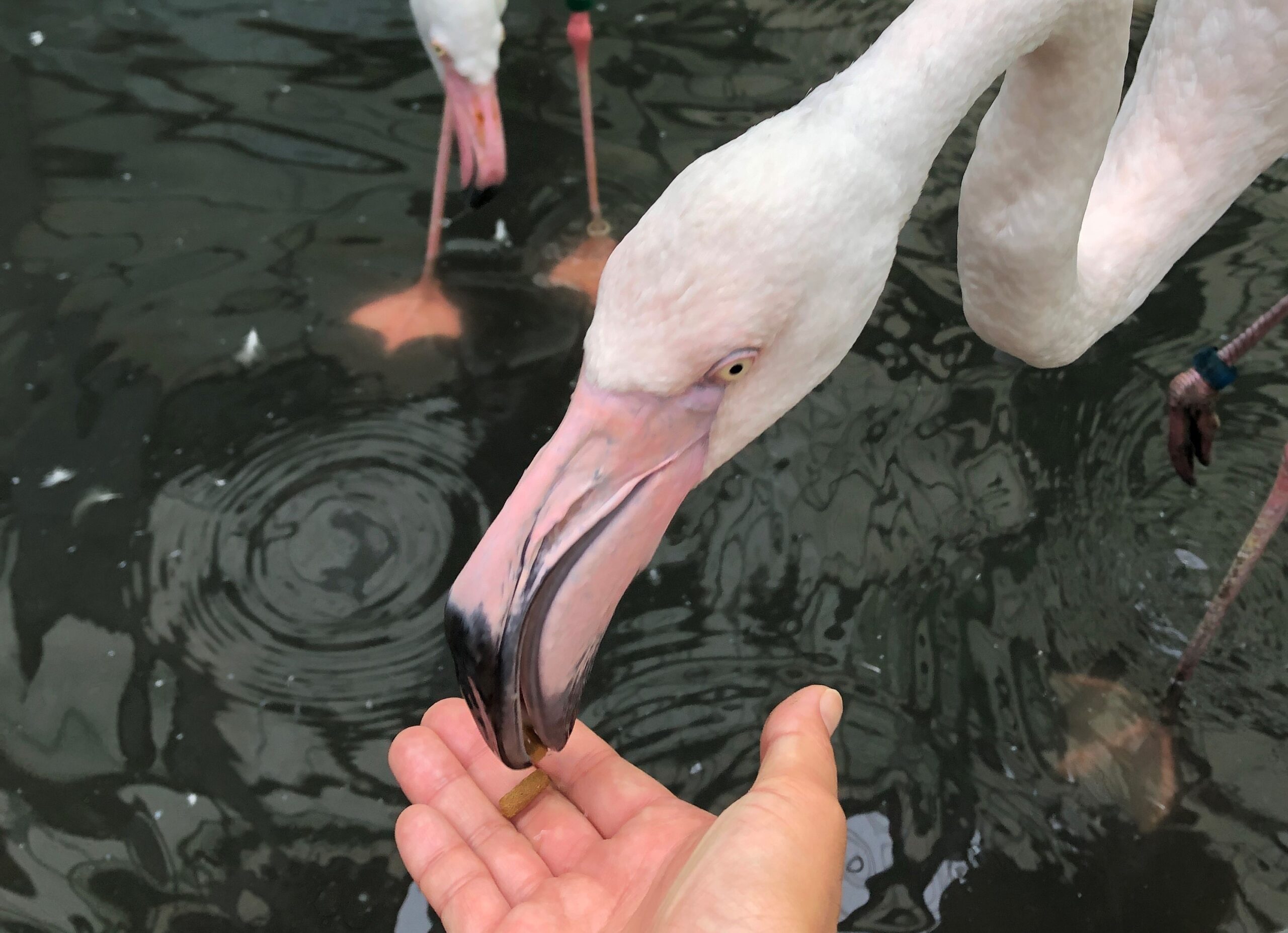 子連れで楽しむ動物ふれあい フラミンゴへの餌やりならココ 2歳 0歳の娘と行く 富士花鳥園 ラフラブ