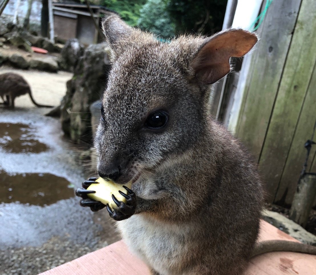 子連れで楽しむ動物ふれあい 生きたどじょうをペリカンに 2歳 0歳の娘と行く 伊豆シャボテン動物公園 ラフラブ